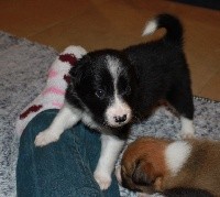 in the name of love - Border Collie - Portée née le 25/01/2018