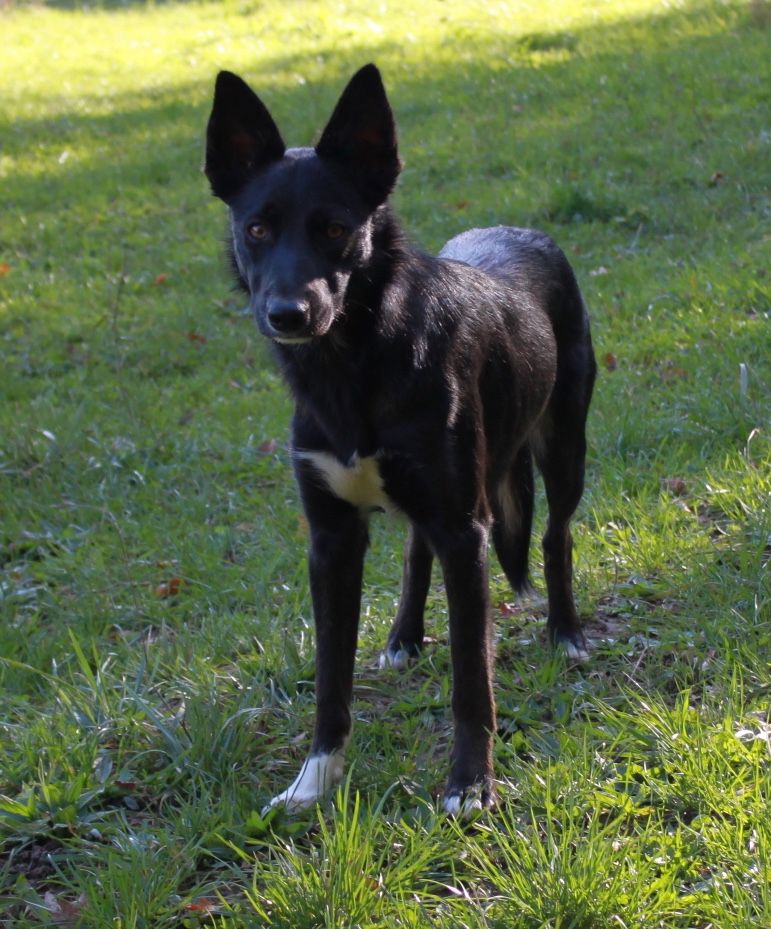Texas black fox in the name of love
