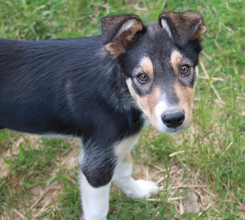 in the name of love - Chiots disponibles - Border Collie