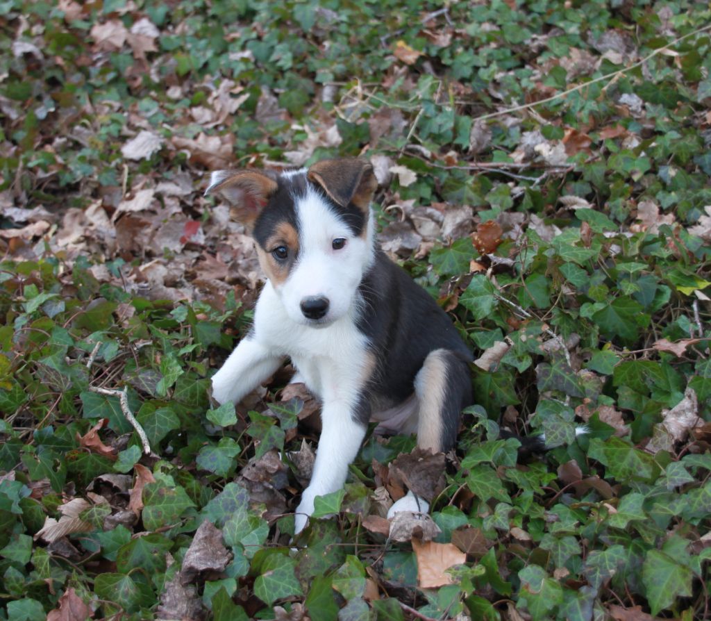 in the name of love - Chiots disponibles - Border Collie