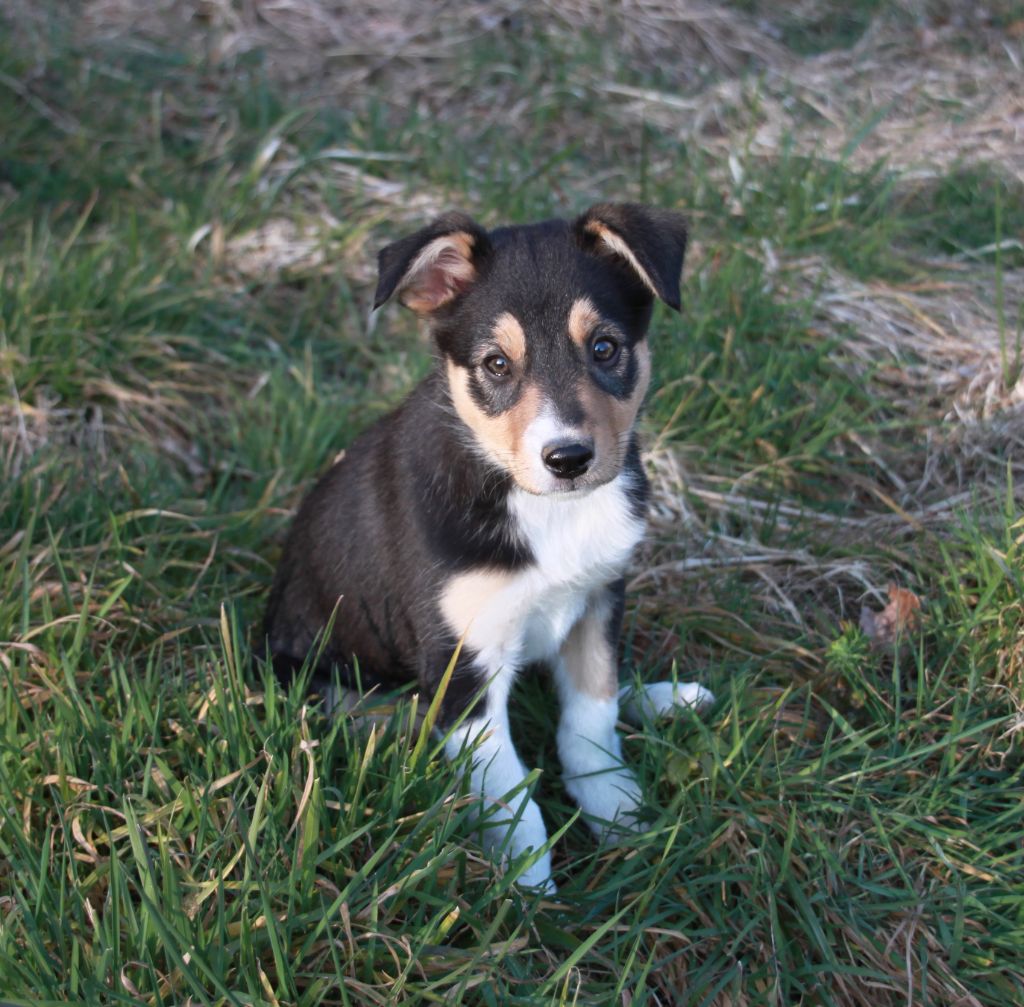 in the name of love - Chiots disponibles - Border Collie