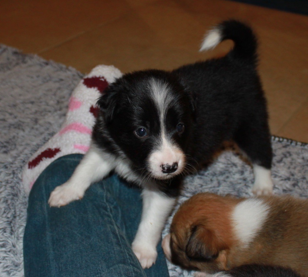 in the name of love - Border Collie - Portée née le 25/01/2018