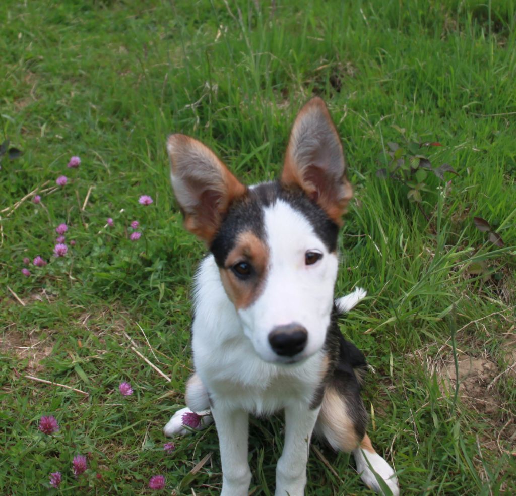in the name of love - Chiots disponibles - Border Collie